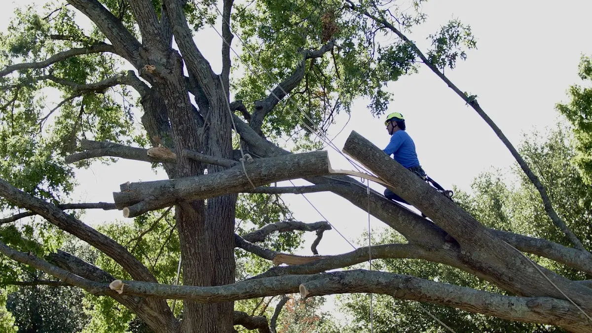 Professional Crown Thinning performed by certified arborists in Radiant