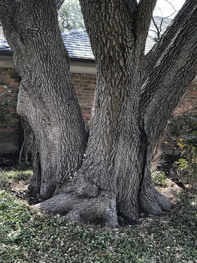 Mature heritage tree close to a Radiant property cared for by certified arborists